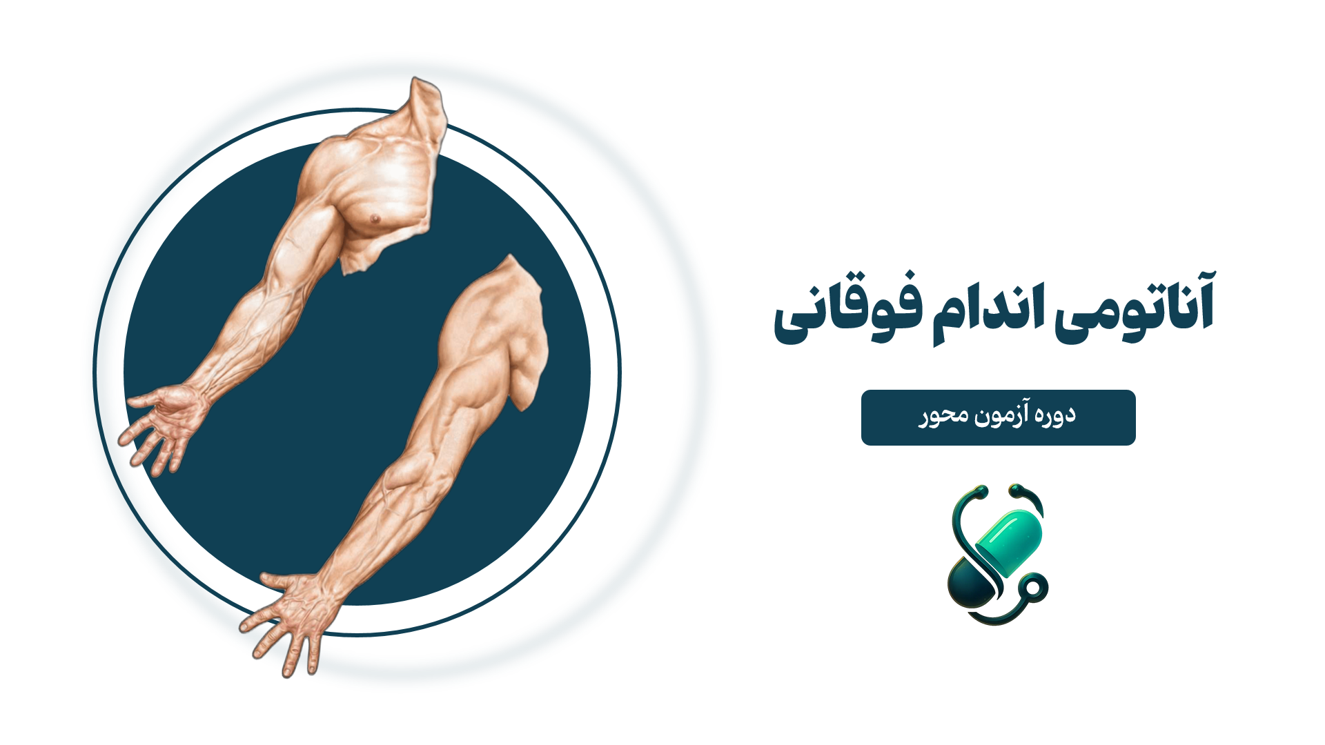 دوره آناتومی اندام فوقانی مورفینو